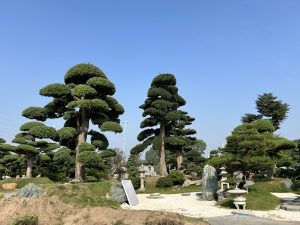 Vườn Tùng La Hán Huấn Hoa Hồng