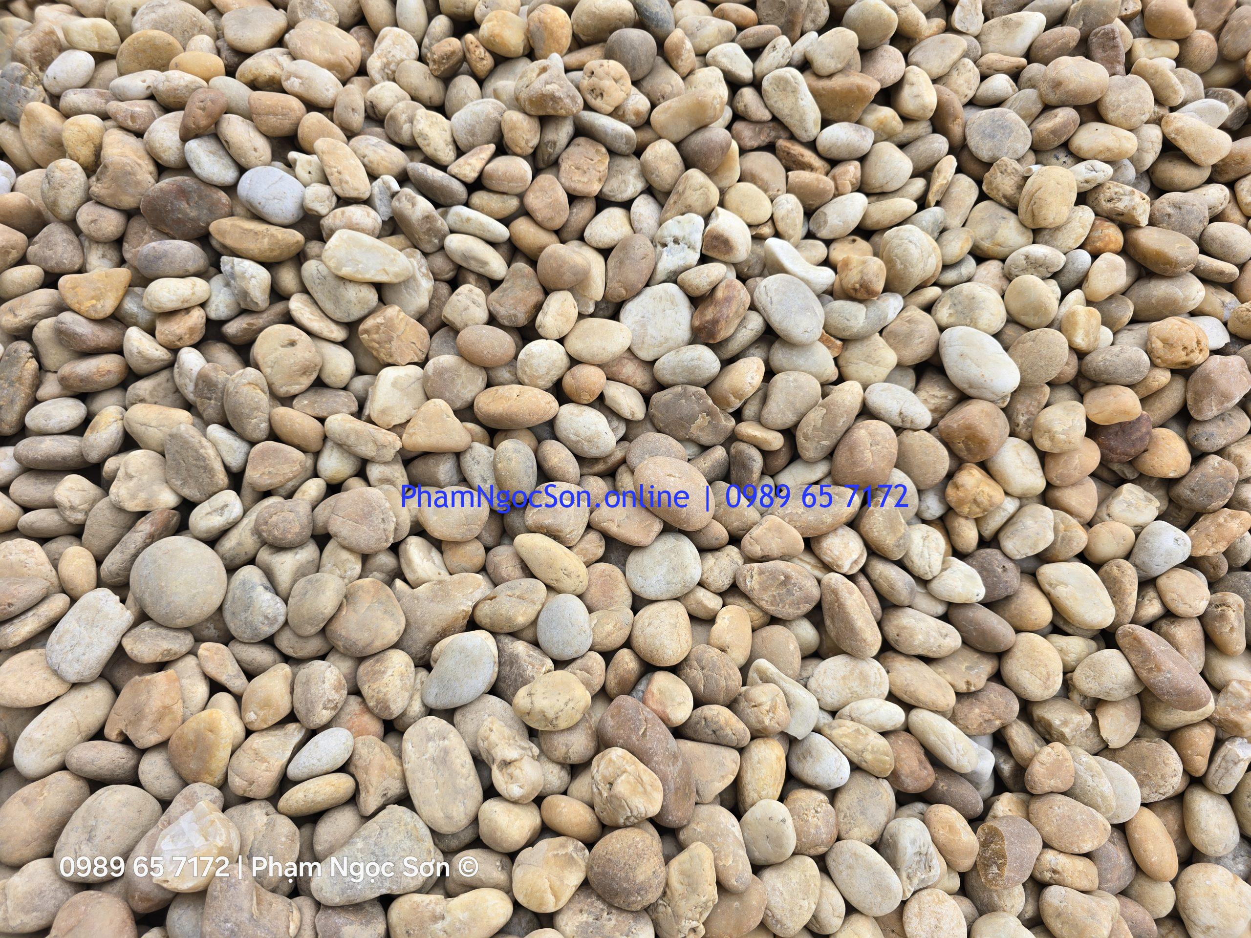 Giá sỏi cuội vàng